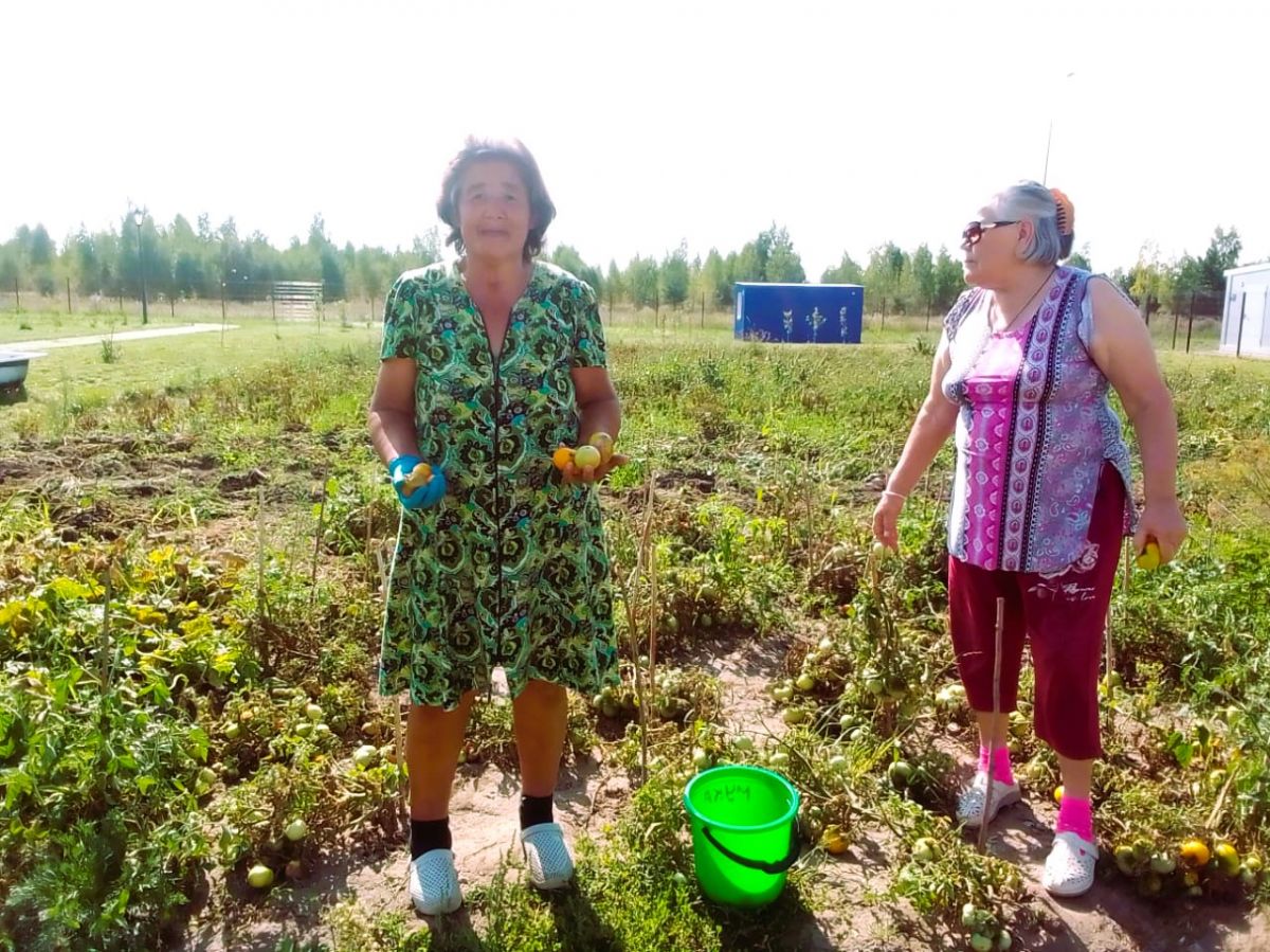 Уборочные работы на огороде